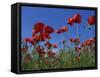 Low Angle View Close-Up of Red Poppies in Flower in a Field in Cambridgeshire, England, UK-Mawson Mark-Framed Stretched Canvas