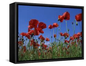 Low Angle View Close-Up of Red Poppies in Flower in a Field in Cambridgeshire, England, UK-Mawson Mark-Framed Stretched Canvas