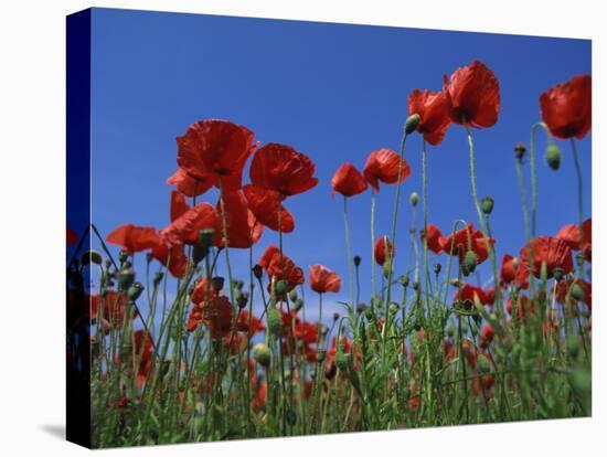 Low Angle View Close-Up of Red Poppies in Flower in a Field in Cambridgeshire, England, UK-Mawson Mark-Stretched Canvas