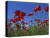 Low Angle View Close-Up of Red Poppies in Flower in a Field in Cambridgeshire, England, UK-Mawson Mark-Stretched Canvas
