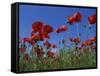 Low Angle View Close-Up of Red Poppies in Flower in a Field in Cambridgeshire, England, UK-Mawson Mark-Framed Stretched Canvas