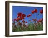 Low Angle View Close-Up of Red Poppies in Flower in a Field in Cambridgeshire, England, UK-Mawson Mark-Framed Premium Photographic Print