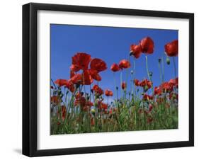 Low Angle View Close-Up of Red Poppies in Flower in a Field in Cambridgeshire, England, UK-Mawson Mark-Framed Premium Photographic Print