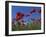 Low Angle View Close-Up of Red Poppies in Flower in a Field in Cambridgeshire, England, UK-Mawson Mark-Framed Premium Photographic Print