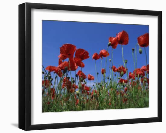 Low Angle View Close-Up of Red Poppies in Flower in a Field in Cambridgeshire, England, UK-Mawson Mark-Framed Photographic Print