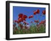 Low Angle View Close-Up of Red Poppies in Flower in a Field in Cambridgeshire, England, UK-Mawson Mark-Framed Photographic Print