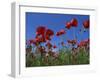 Low Angle View Close-Up of Red Poppies in Flower in a Field in Cambridgeshire, England, UK-Mawson Mark-Framed Photographic Print