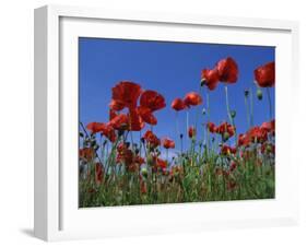 Low Angle View Close-Up of Red Poppies in Flower in a Field in Cambridgeshire, England, UK-Mawson Mark-Framed Photographic Print