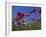 Low Angle View Close-Up of Red Poppies in Flower in a Field in Cambridgeshire, England, UK-Mawson Mark-Framed Photographic Print