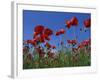 Low Angle View Close-Up of Red Poppies in Flower in a Field in Cambridgeshire, England, UK-Mawson Mark-Framed Photographic Print