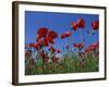 Low Angle View Close-Up of Red Poppies in Flower in a Field in Cambridgeshire, England, UK-Mawson Mark-Framed Photographic Print