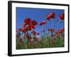 Low Angle View Close-Up of Red Poppies in Flower in a Field in Cambridgeshire, England, UK-Mawson Mark-Framed Photographic Print