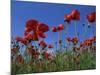 Low Angle View Close-Up of Red Poppies in Flower in a Field in Cambridgeshire, England, UK-Mawson Mark-Mounted Photographic Print