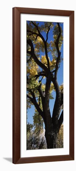 Low angle view of a cottonwood tree, New Mexico, USA-null-Framed Photographic Print