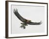 Low Angle View of a Golden Eagle Gripping a Rat (Aquila Chrysaetos)-null-Framed Giclee Print