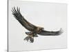 Low Angle View of a Golden Eagle Gripping a Rat (Aquila Chrysaetos)-null-Stretched Canvas