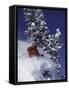 Low Angle View of a Man Skiing-null-Framed Stretched Canvas