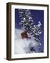 Low Angle View of a Man Skiing-null-Framed Photographic Print