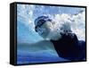 Low Angle View of a Mid Adult Woman Swimming Underwater-null-Framed Stretched Canvas