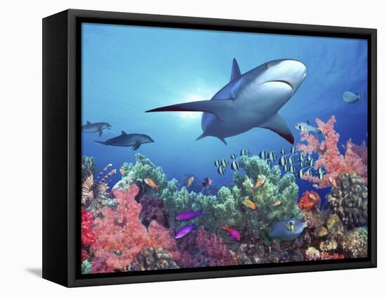 Low Angle View of a Shark Swimming Underwater, Indo-Pacific Ocean-null-Framed Stretched Canvas