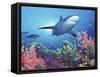 Low Angle View of a Shark Swimming Underwater, Indo-Pacific Ocean-null-Framed Stretched Canvas