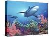 Low Angle View of a Shark Swimming Underwater, Indo-Pacific Ocean-null-Stretched Canvas