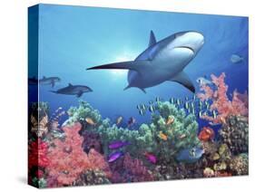 Low Angle View of a Shark Swimming Underwater, Indo-Pacific Ocean-null-Stretched Canvas