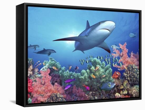 Low Angle View of a Shark Swimming Underwater, Indo-Pacific Ocean-null-Framed Stretched Canvas