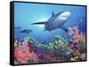 Low Angle View of a Shark Swimming Underwater, Indo-Pacific Ocean-null-Framed Stretched Canvas