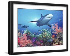 Low Angle View of a Shark Swimming Underwater, Indo-Pacific Ocean-null-Framed Premium Photographic Print