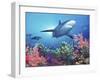 Low Angle View of a Shark Swimming Underwater, Indo-Pacific Ocean-null-Framed Premium Photographic Print