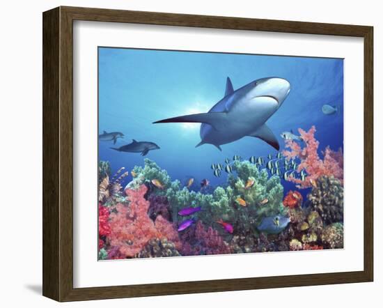 Low Angle View of a Shark Swimming Underwater, Indo-Pacific Ocean-null-Framed Photographic Print