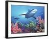 Low Angle View of a Shark Swimming Underwater, Indo-Pacific Ocean-null-Framed Photographic Print