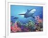 Low Angle View of a Shark Swimming Underwater, Indo-Pacific Ocean-null-Framed Photographic Print