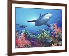 Low Angle View of a Shark Swimming Underwater, Indo-Pacific Ocean-null-Framed Photographic Print