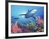 Low Angle View of a Shark Swimming Underwater, Indo-Pacific Ocean-null-Framed Photographic Print