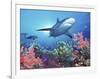 Low Angle View of a Shark Swimming Underwater, Indo-Pacific Ocean-null-Framed Photographic Print