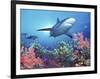 Low Angle View of a Shark Swimming Underwater, Indo-Pacific Ocean-null-Framed Photographic Print