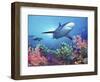 Low Angle View of a Shark Swimming Underwater, Indo-Pacific Ocean-null-Framed Photographic Print