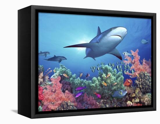 Low Angle View of a Shark Swimming Underwater, Indo-Pacific Ocean-null-Framed Stretched Canvas