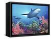 Low Angle View of a Shark Swimming Underwater, Indo-Pacific Ocean-null-Framed Stretched Canvas