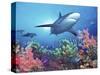 Low Angle View of a Shark Swimming Underwater, Indo-Pacific Ocean-null-Stretched Canvas