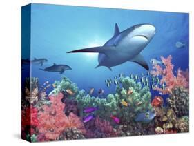 Low Angle View of a Shark Swimming Underwater, Indo-Pacific Ocean-null-Stretched Canvas