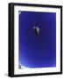 Low Angle View of a Skier in Mid Air-null-Framed Photographic Print