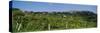 Low Angle View of a Vineyard, San Gimignano, Tuscany, Italy-null-Stretched Canvas