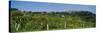 Low Angle View of a Vineyard, San Gimignano, Tuscany, Italy-null-Stretched Canvas