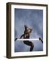 Low Angle View of a Young Man Jumping over a Hurdle-null-Framed Photographic Print