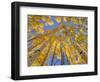 Low angle view of aspen trees (Populus tremuloides) in autumn, Boulder Mountain, Dixie National...-Panoramic Images-Framed Photographic Print