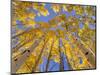 Low angle view of aspen trees (Populus tremuloides) in autumn, Boulder Mountain, Dixie National...-Panoramic Images-Mounted Photographic Print