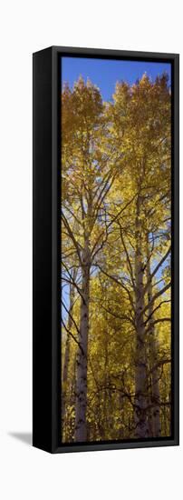 Low Angle View of Aspen Trees, Telluride, San Miguel County, Colorado, USA-null-Framed Stretched Canvas